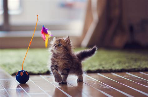 a fluffy brown and grey kitten playing with a yellow and magenta feather attached to a yellow string on a dark blue base