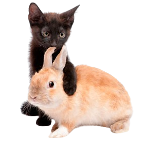 A black cat with its paw placed over a orange, cream colored bunny