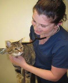 Vet assistant in blue scrubs with dark brown hair holding a stethoscope against a brown and white domestic short hair cat 